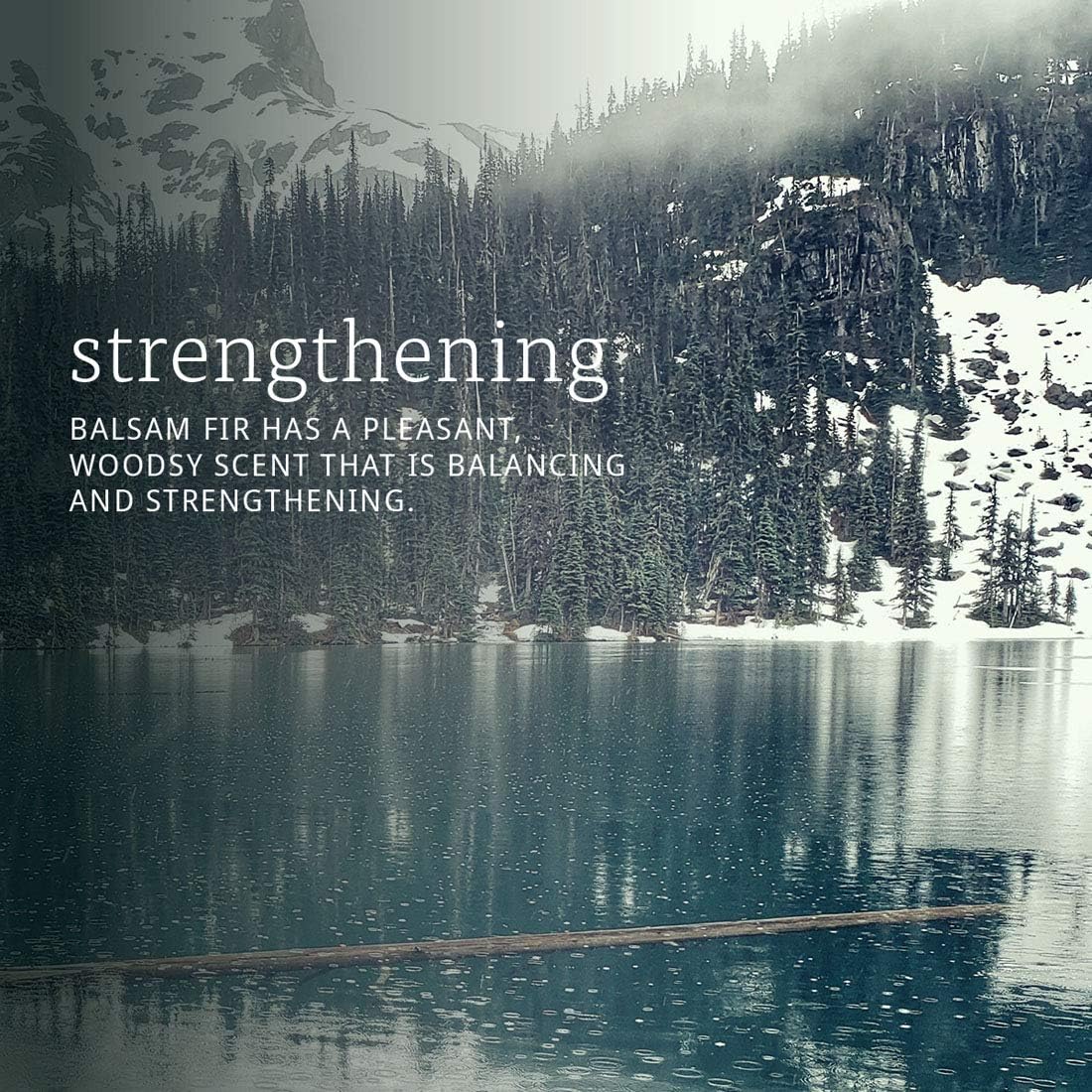 NOW Foods Balsam Fir Needle Oil, 1 fl. oz. 24Hr Smart