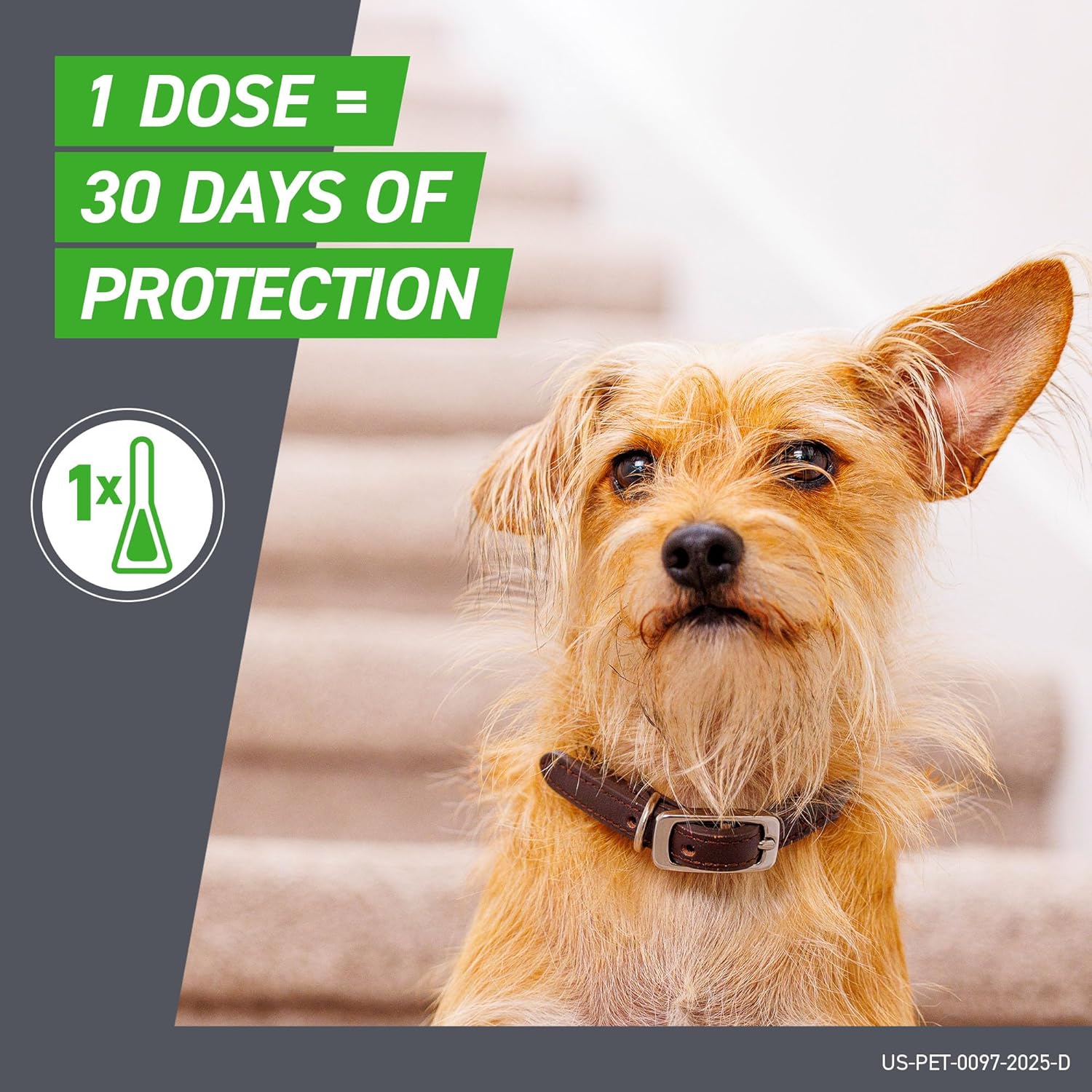 Frontline Plus for Dogs Flea and Tick Small Dog Treatment 5 - 22 lb, 8 Doses - 24hrsmart