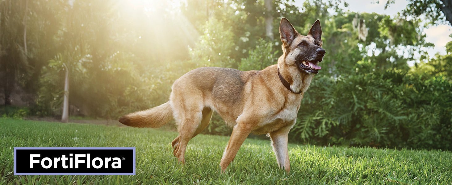 Purina Pro Plan FortiFlora Probiotic Supplements for Dogs(90 Tabs) - 24hrsmart