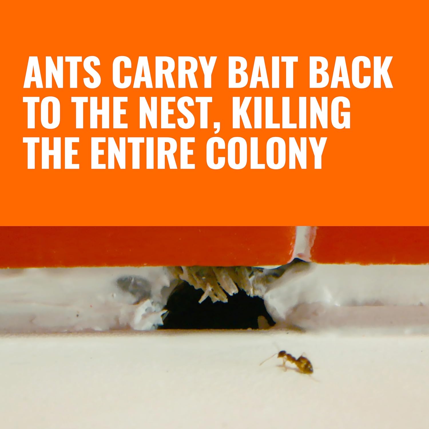 TERRO Ant Killer Bait Stations T300B - Liquid Bait to Eliminate Ants - Bait System - 12 Count Stations for Effective Indoor Ant Control - 24hrsmart